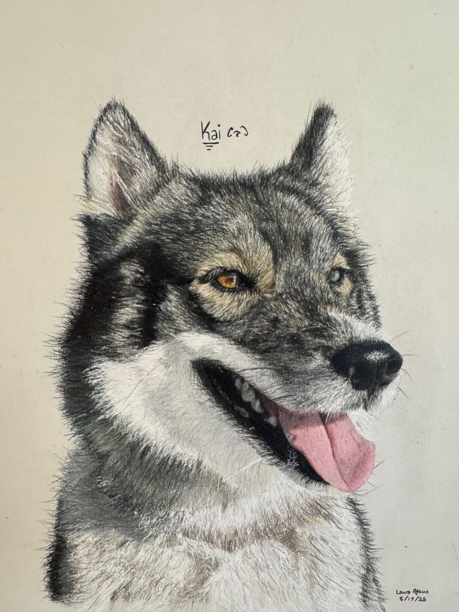 Husky Pet Portrait - Kai