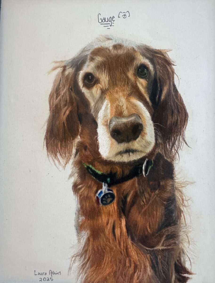 Gauge - Dog Drawing in Colored Pencil